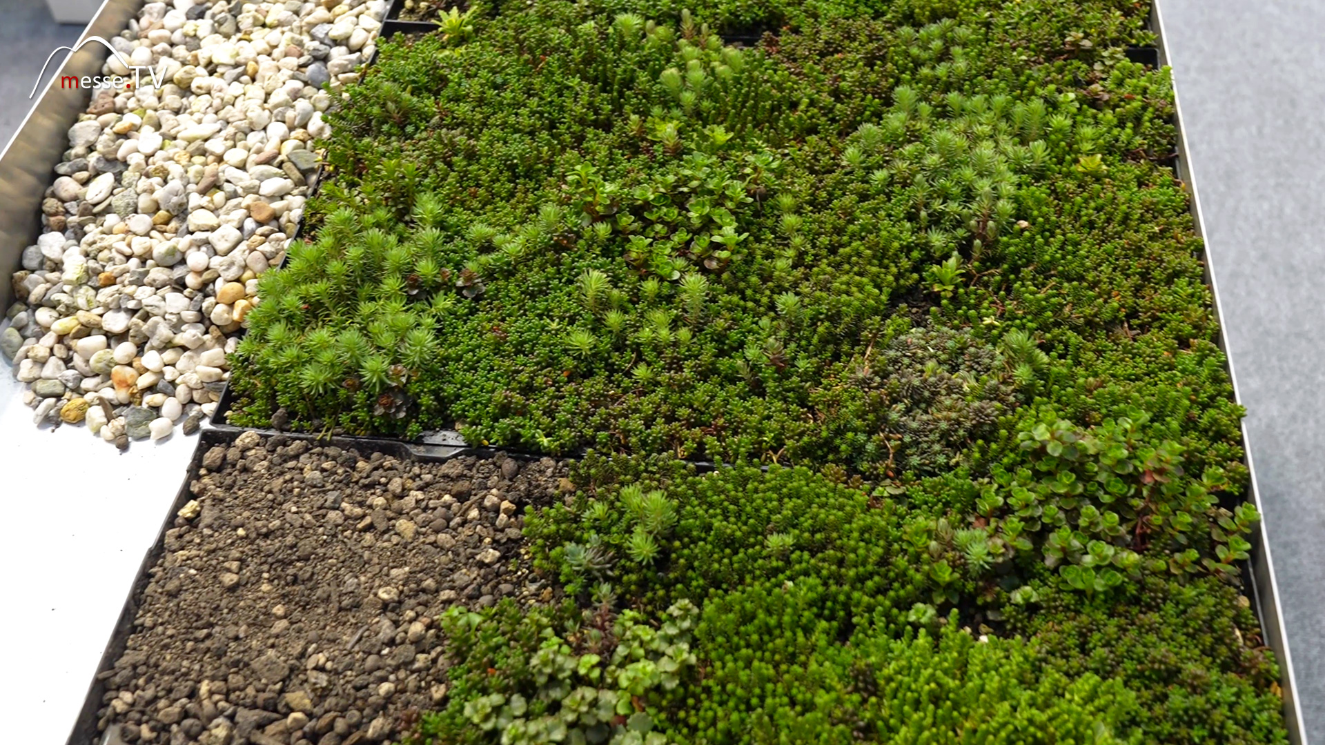 drought resistant roof plants sedum