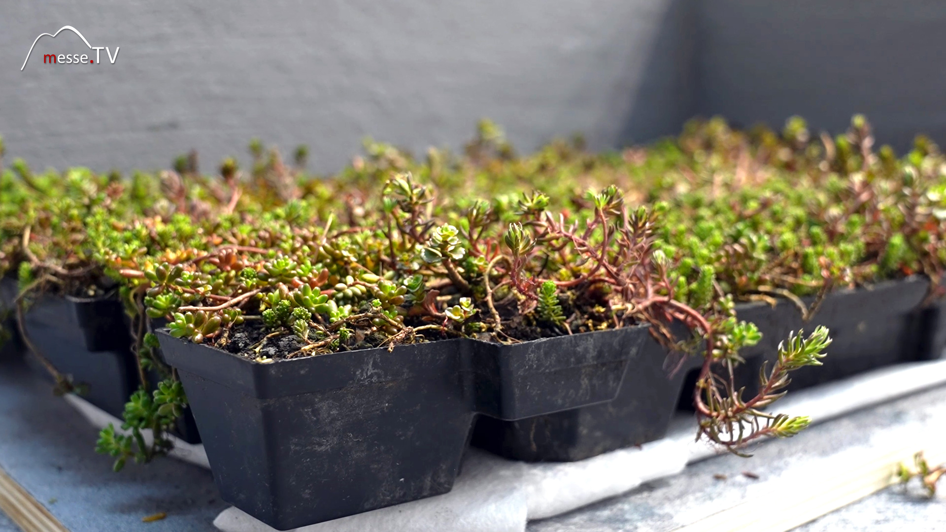 green roof box ready to buy