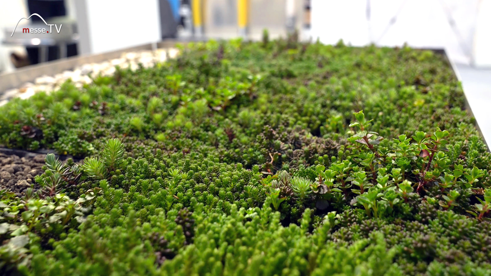 green roof plant module plantile