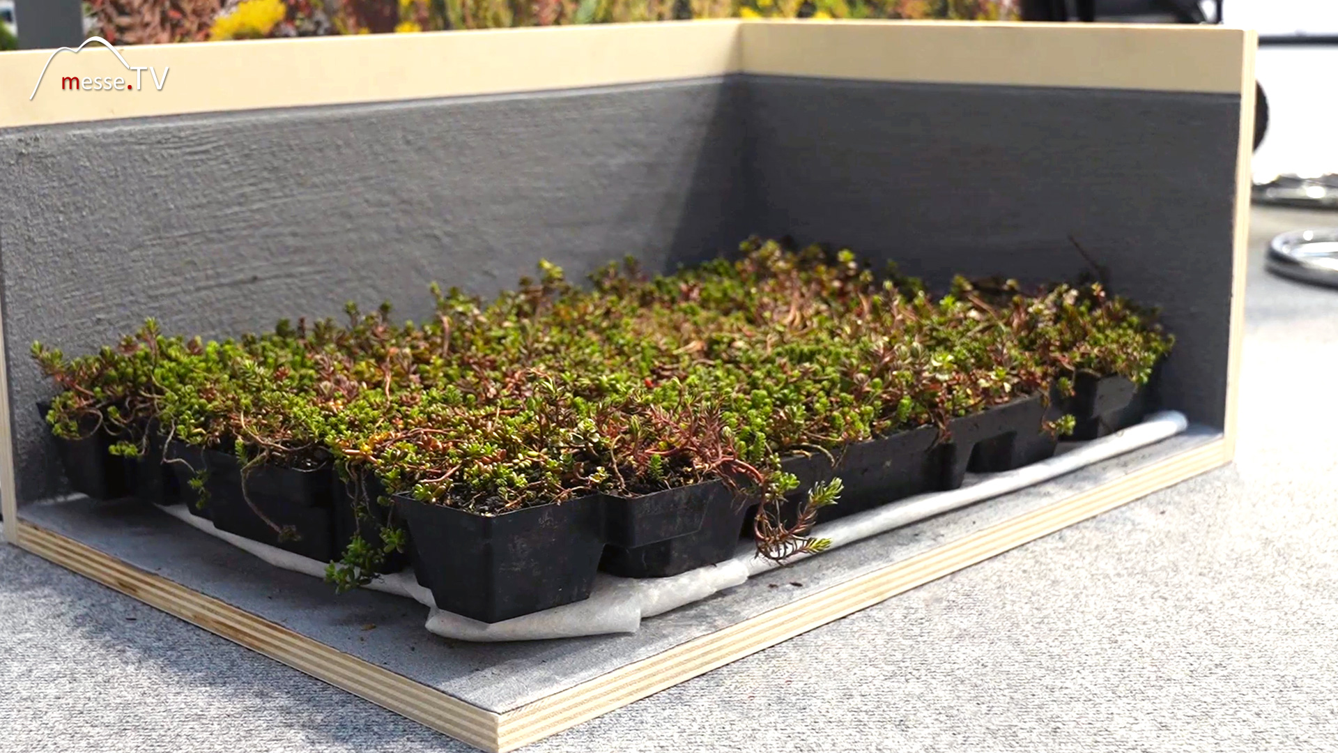 green roof self installation heygruen