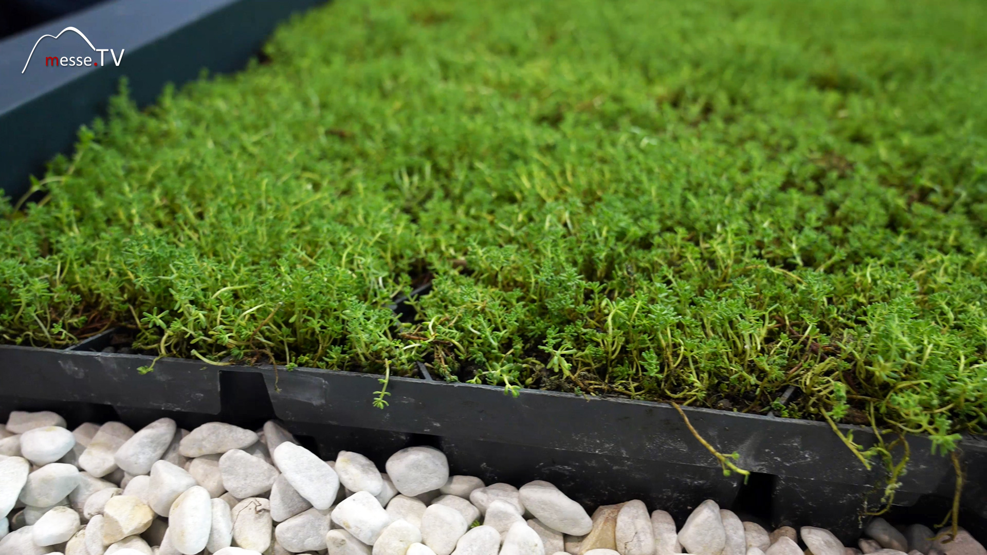 pre greened roof box sedum plants flat roof system