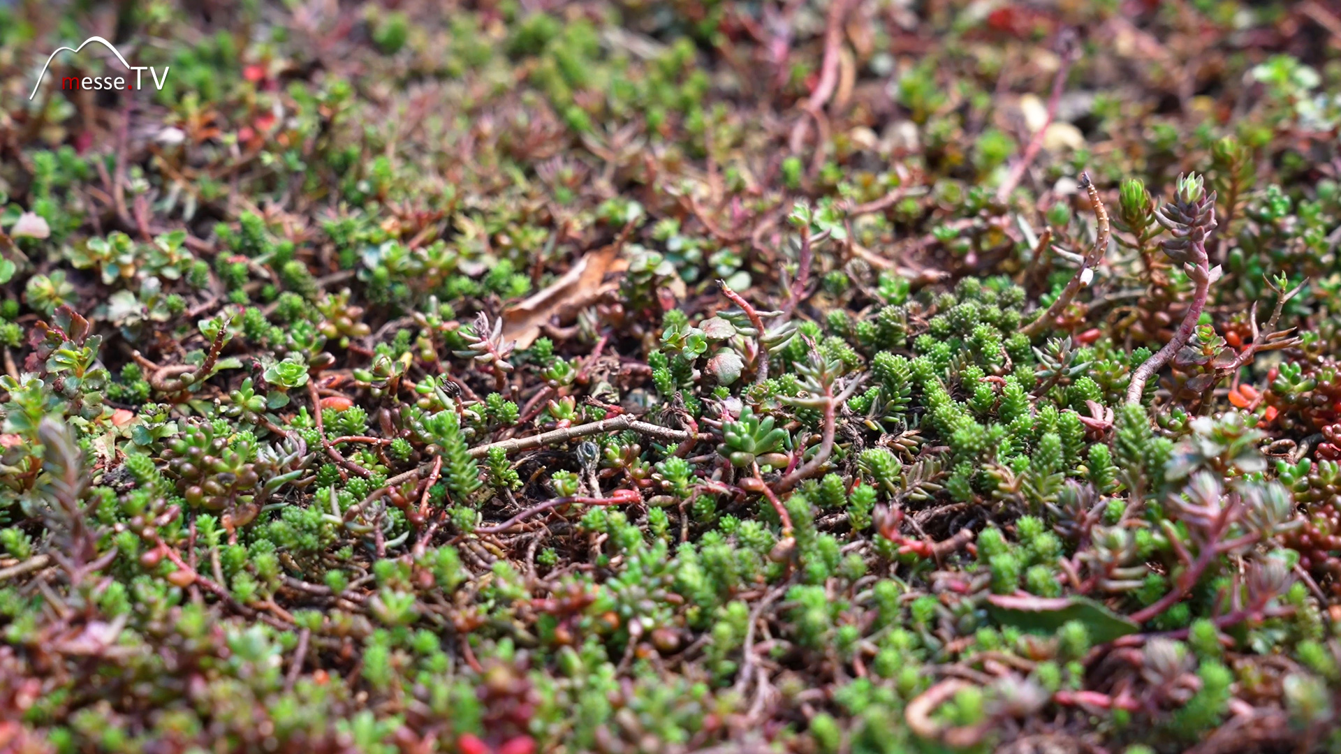 sedum plants green roof finished solution