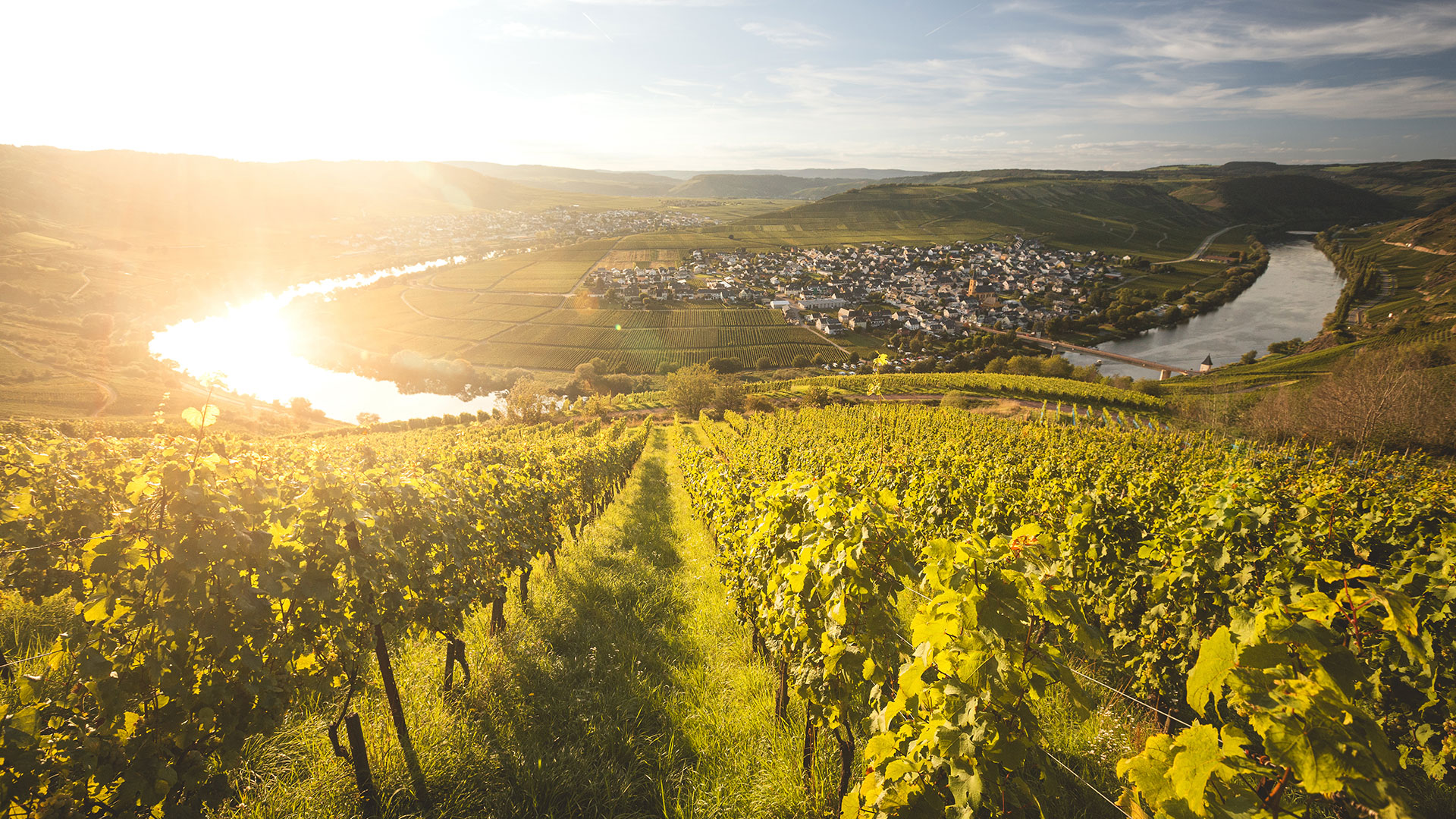 wine growing region mosel