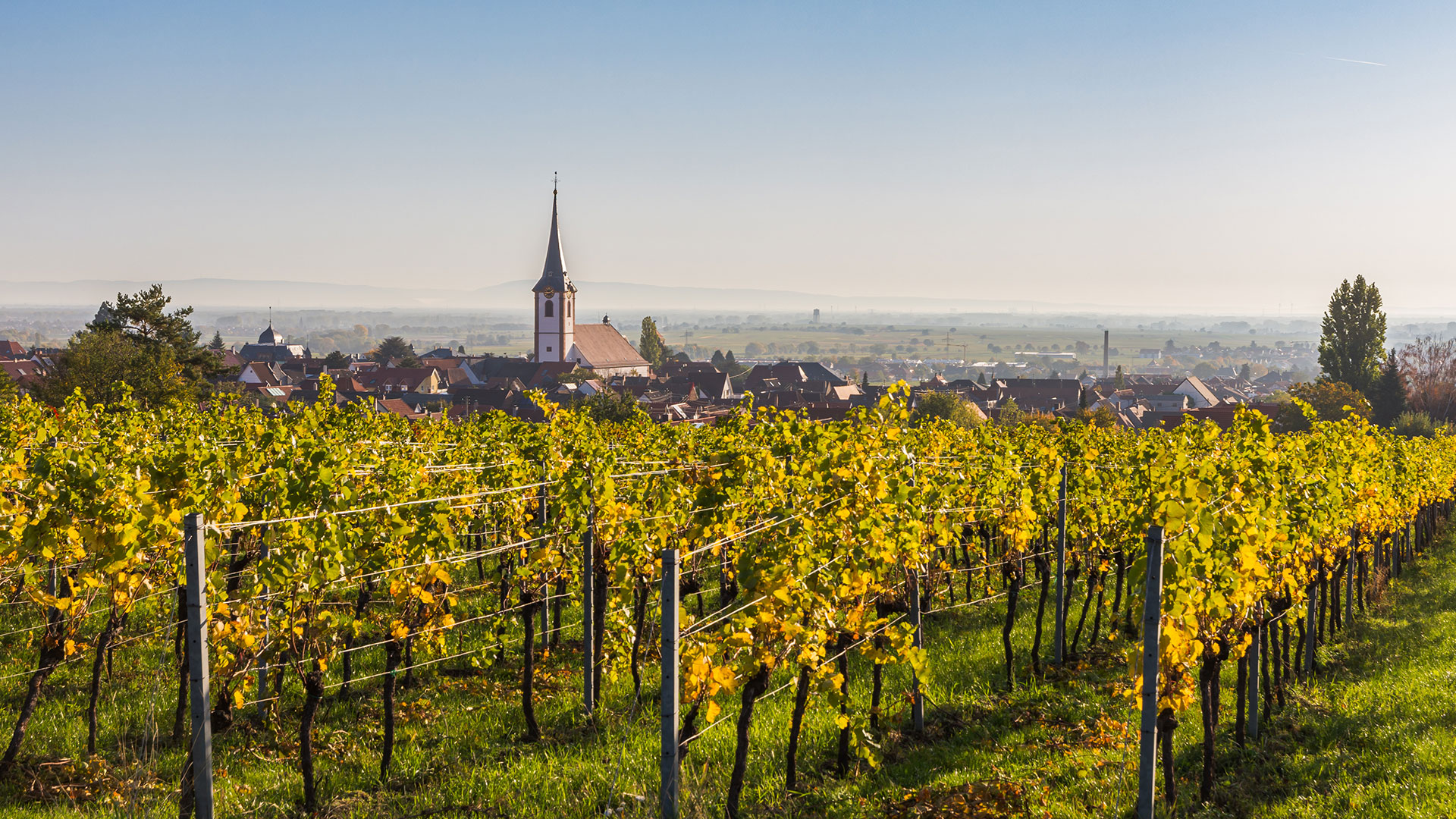 wine growing area palatinate