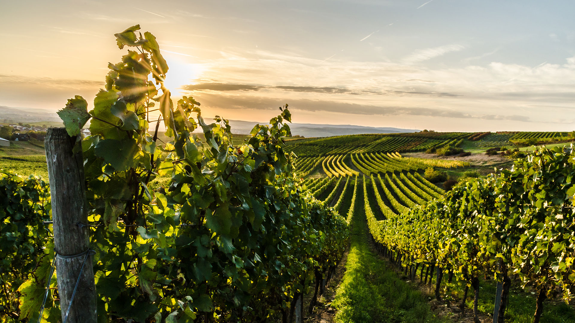 German wines at the ProWein 2024