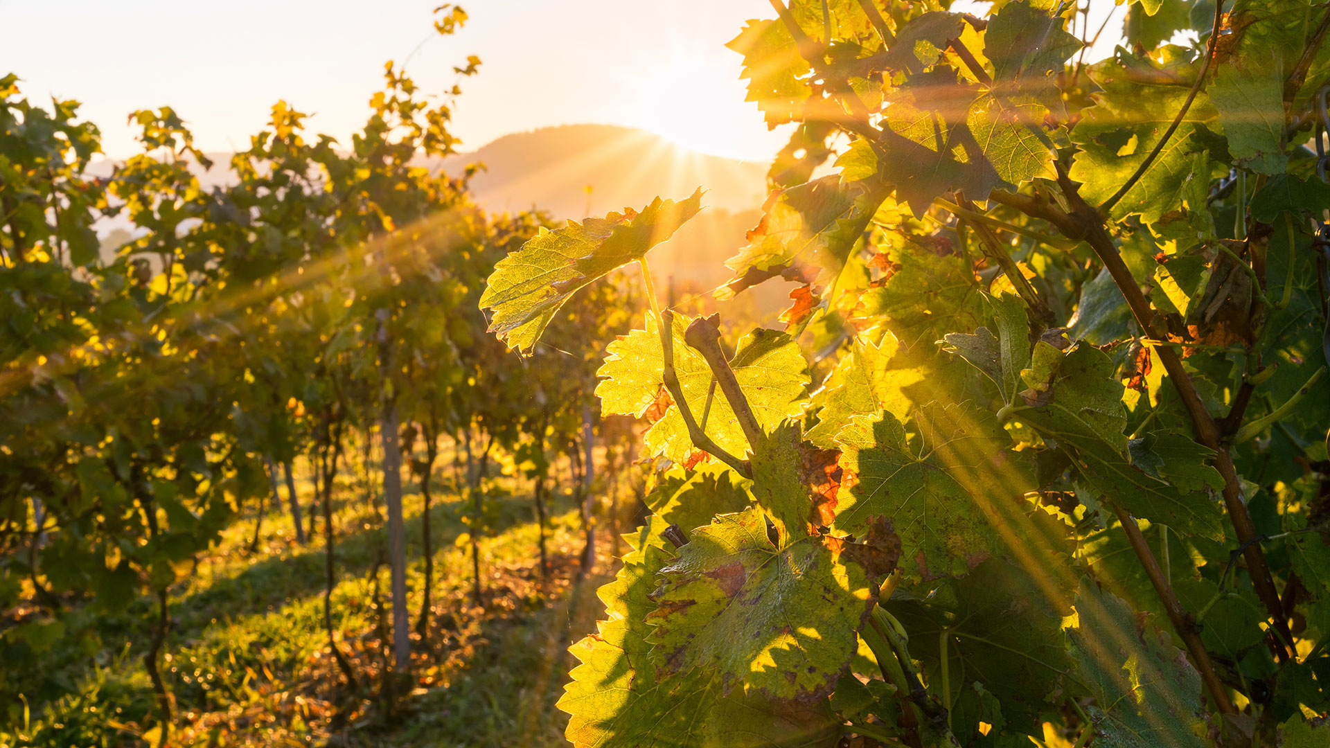 wine growing region baden